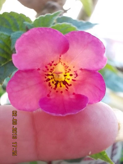 4 august 2013-flori 013