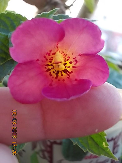 4 august 2013-flori 015 - achimenes