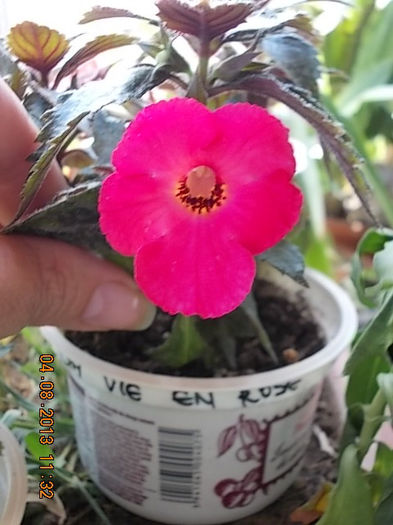 4 august 2013-flori 023 - achimenes