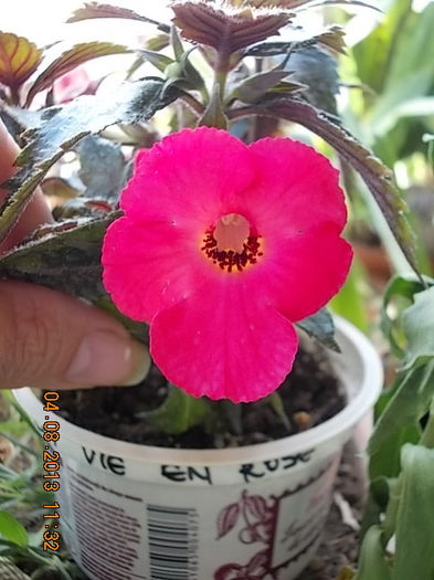 4 august 2013-flori 025 - achimenes