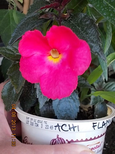 flamenco - achimenes