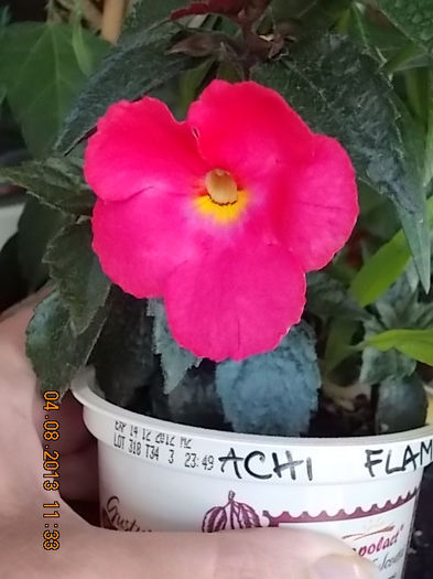 4 august 2013-flori 028 - achimenes