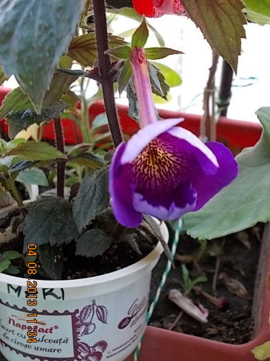 mov flori mari - achimenes