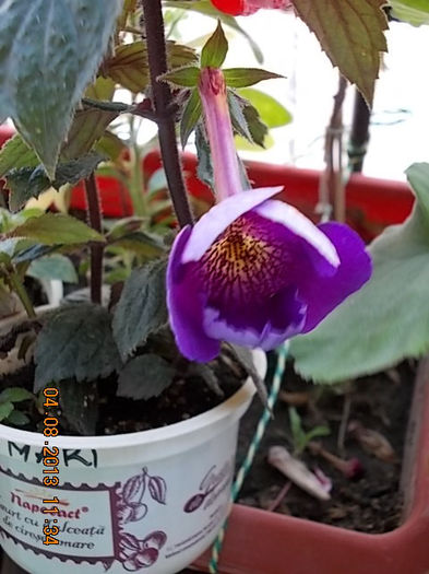 4 august 2013-flori 031