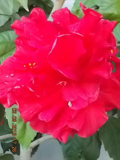 4 august 2013-flori 016 - hibiscus -1