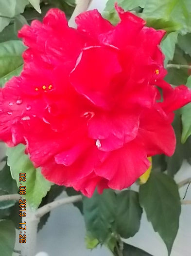 hibi rosu batut - hibiscus -1