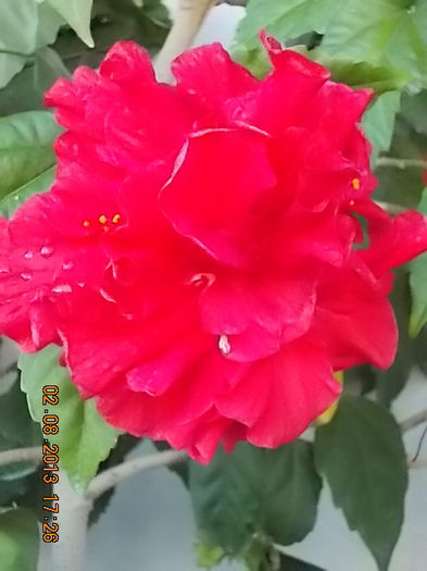 4 august 2013-flori 018 - hibiscus -1