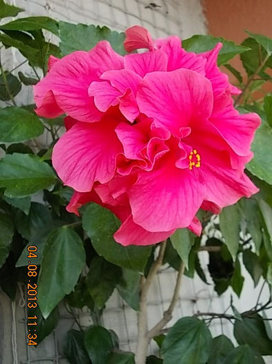 4 august 2013-flori 032 - hibiscus -1