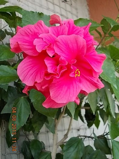 hibi ciclam batut - hibiscus -1