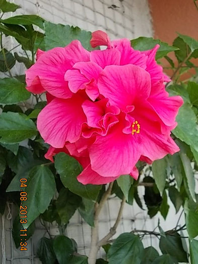 4 august 2013-flori 034 - hibiscus -1