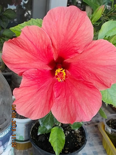 4 august 2013-flori 035 - hibiscus -1