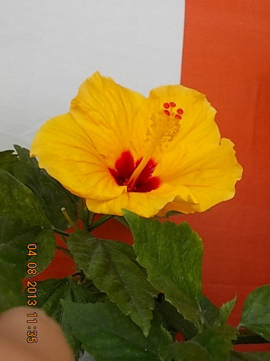 4 august 2013-flori 038 - hibiscus -1