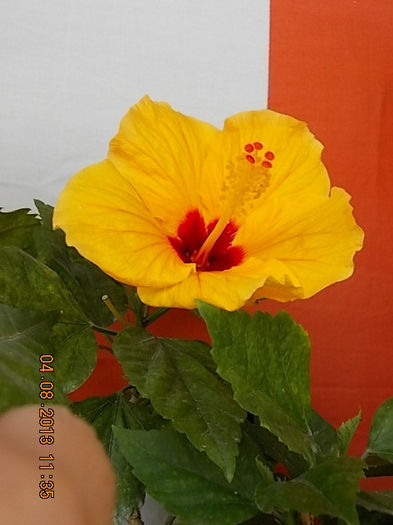 hibi port cu ochi rosu(athene) - hibiscus -1