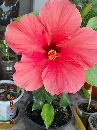 hibi rosu corai - hibiscus -1