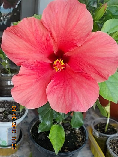 4 august 2013-flori 043 - hibiscus -1