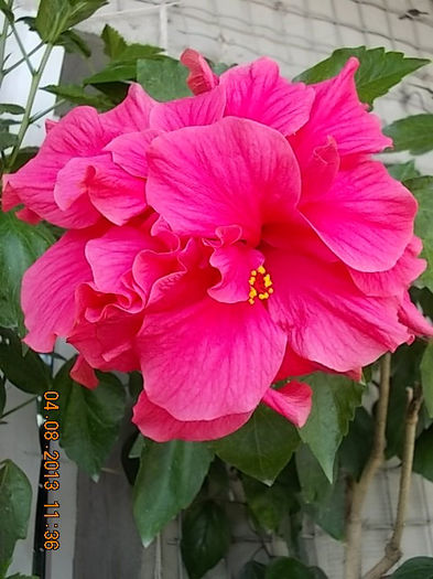4 august 2013-flori 044 - hibiscus -1