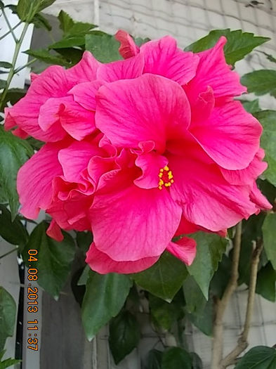 hibi ciclam batut - hibiscus -1
