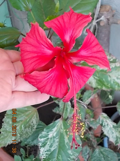 4 august 2013-flori 053 - hibiscus -1