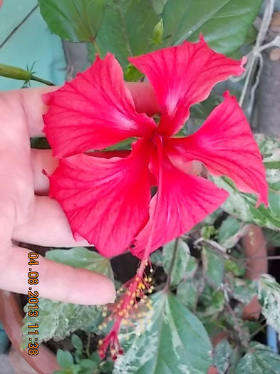 4 august 2013-flori 056 - hibiscus -1