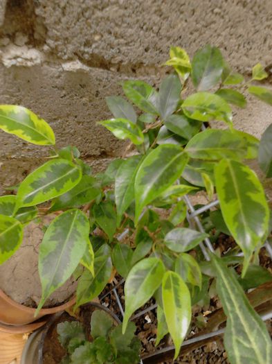 IMG_20130803_154303; ficus benjamin
