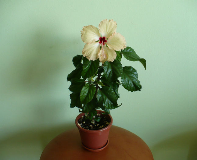 4 august - hibiscusi 2013