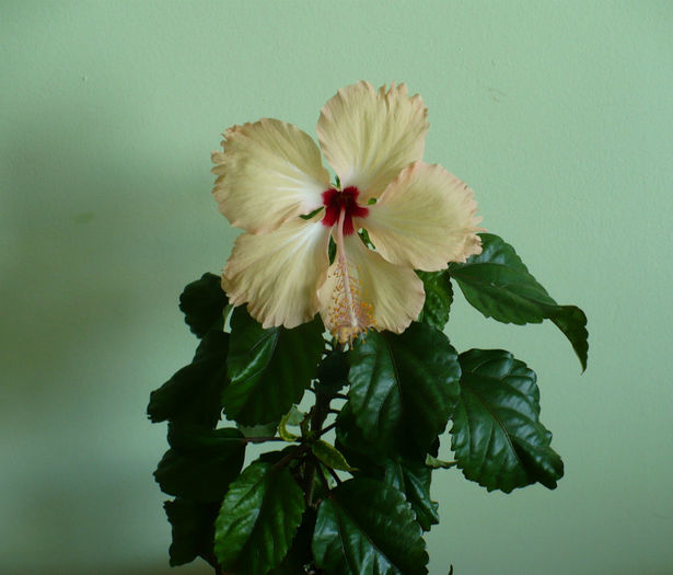 P1460911 - hibiscusi 2013