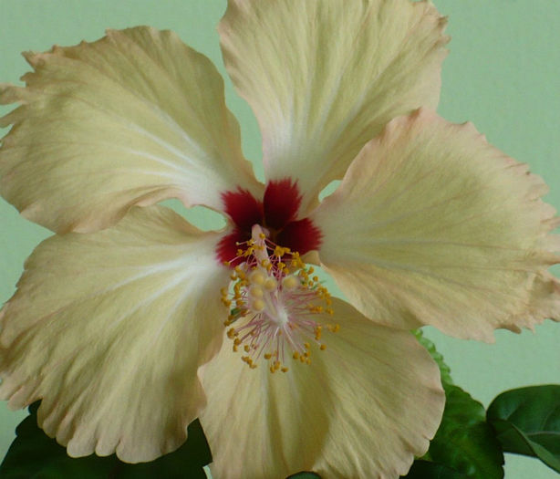P1460915 - hibiscusi 2013