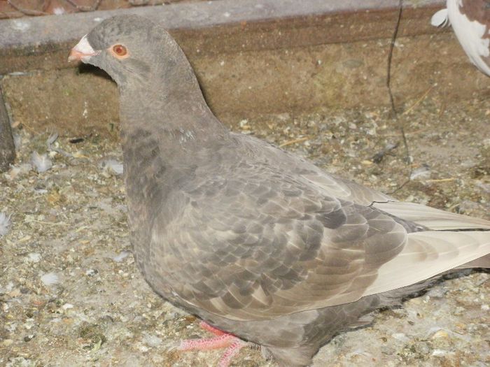 de vanzare