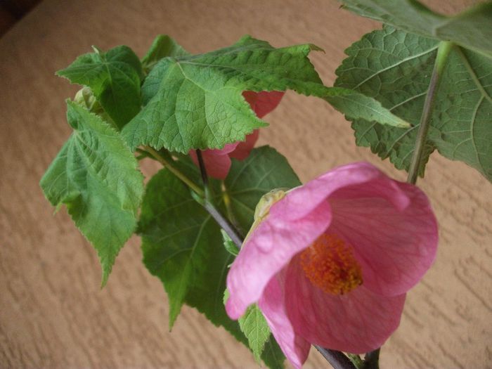 132 - Abutilon