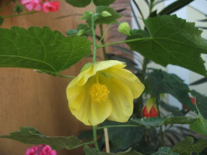 166 - Abutilon