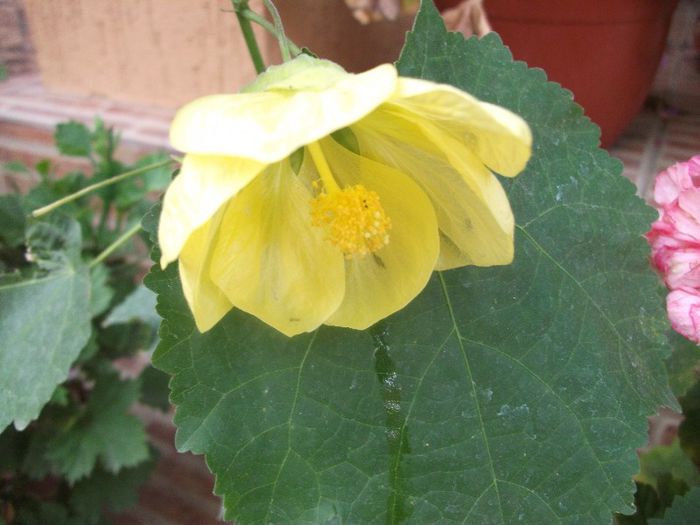 227 - Abutilon