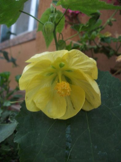 230 - Abutilon