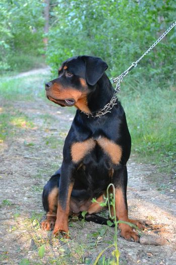 DSC_0064 - Rottweiler - Amira