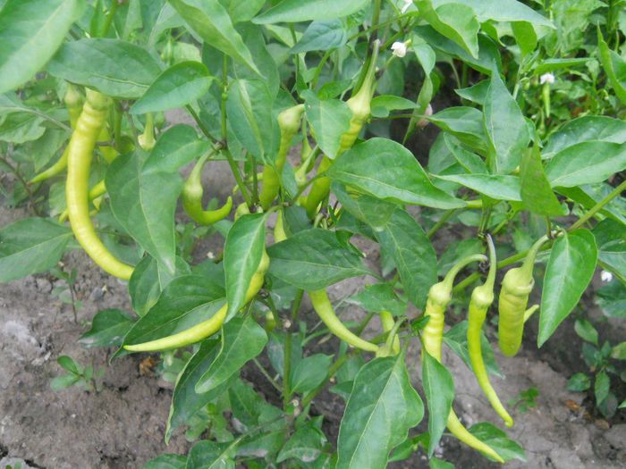 CIUȘCĂ BULGĂREASCĂ