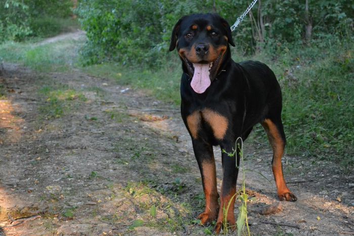 DSC_0071 - Rottweiler - Amira