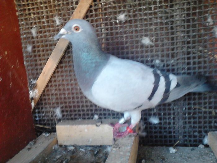 IMG016; femela
