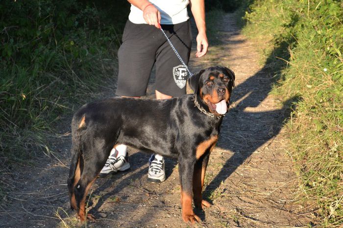 DSC_0099 - Rottweiler - Amira