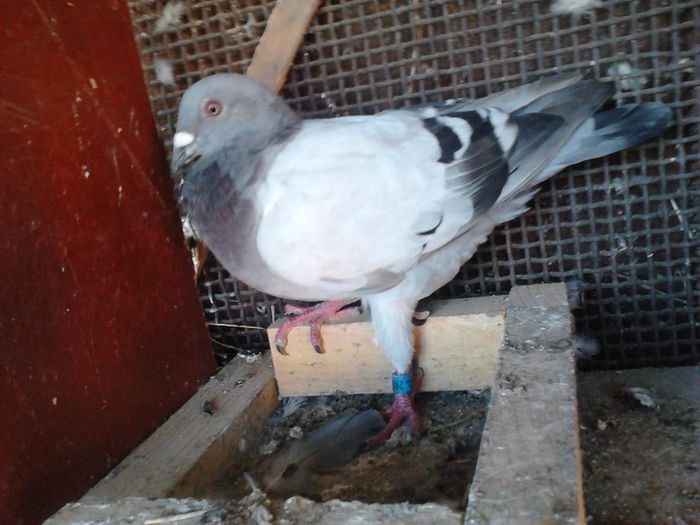 m; pui cu 11 pene in aripa
