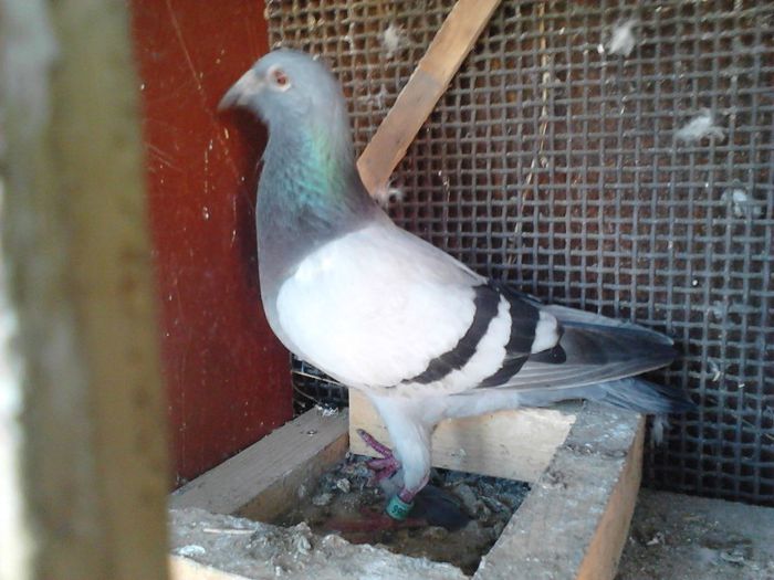 IMG039; femela
