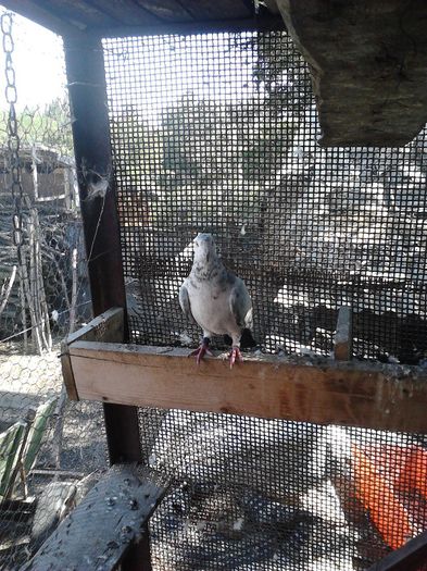 IMG053; mascul
