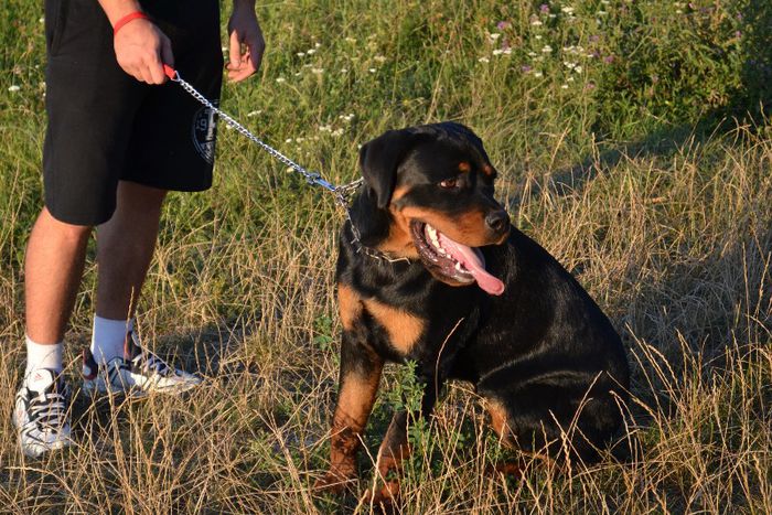 DSC_0112 - Rottweiler - Amira