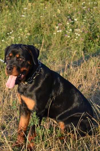 DSC_0113 - Rottweiler - Amira