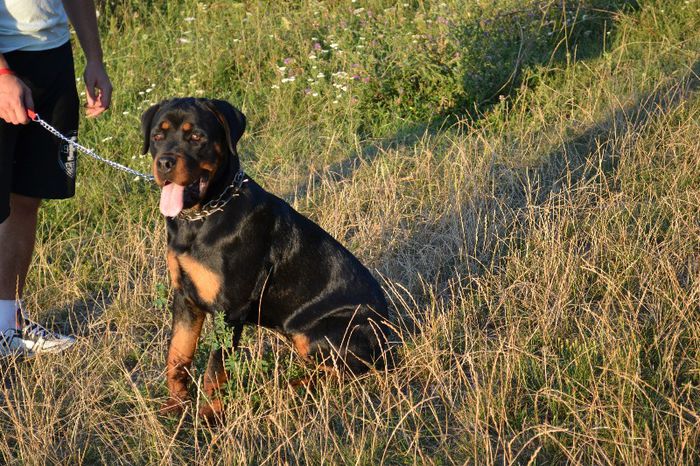 DSC_0114 - Rottweiler - Amira