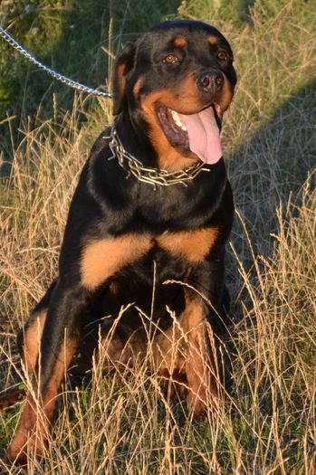 DSC_0115 - Rottweiler - Amira