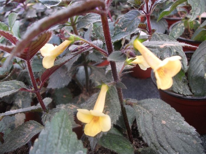 242 - Achimenes 2013