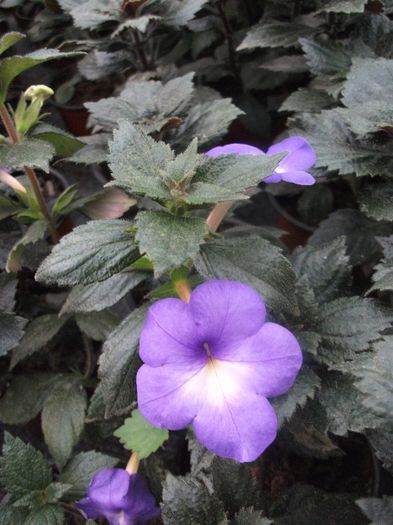248 - Achimenes 2013