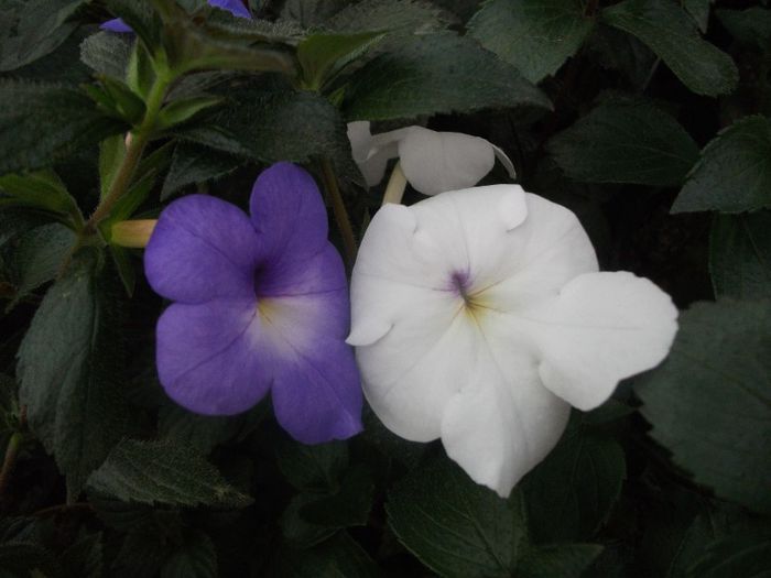 251 - Achimenes 2013