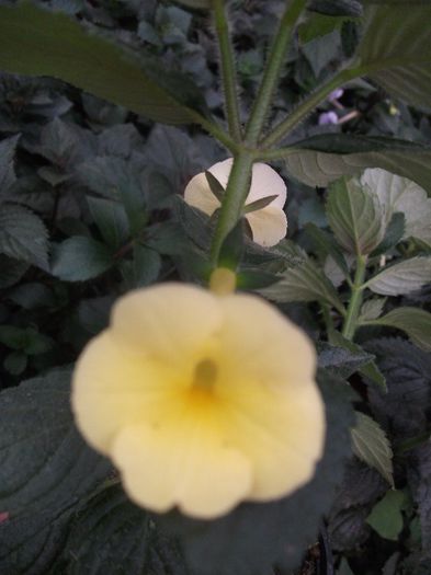 Himalayan Sunrise - Achimenes 2013