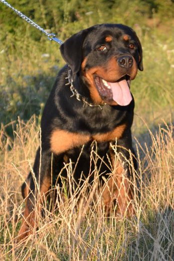 DSC_0116 - Rottweiler - Amira