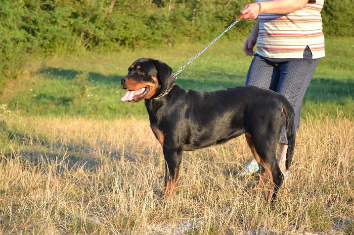 DSC_0118 - Rottweiler - Amira